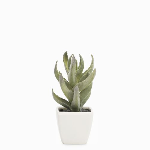 Aloe en matera 13cm
