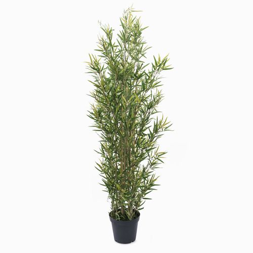 Planta bambú