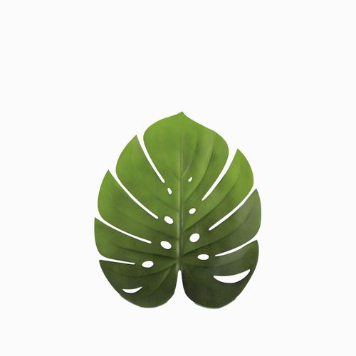 Individual hoja monstera