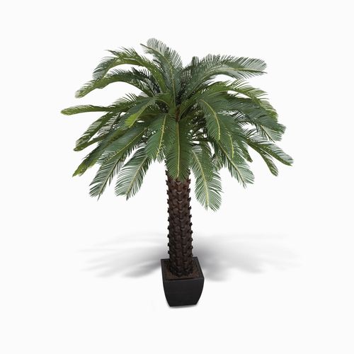 Árbol de cycad abierto 210cm