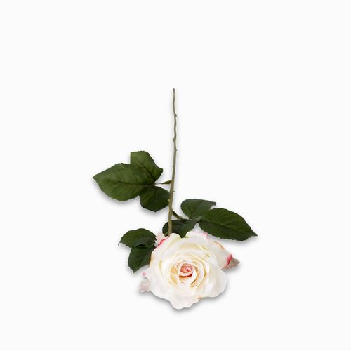 Rosa pastel 64cm
