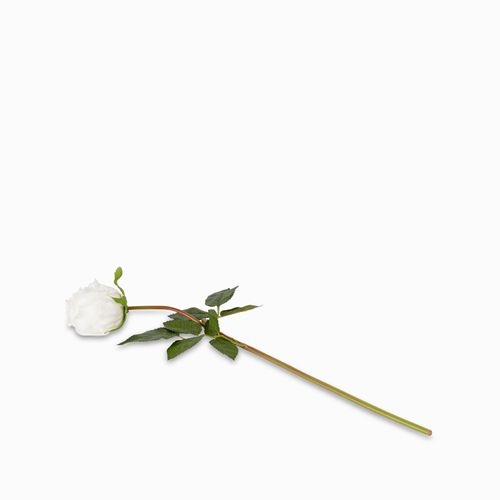 Rosa blanca 43cm