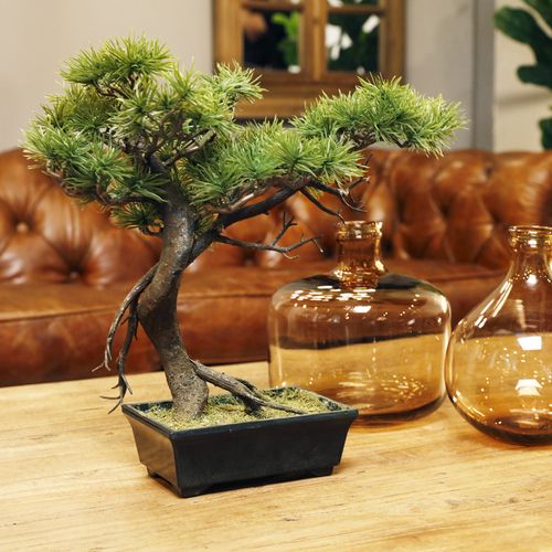 Bonsai pino