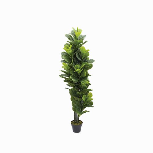 Planta Ficus Pandurata