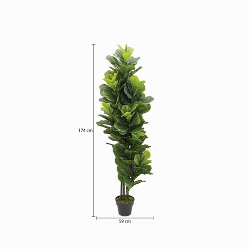 Planta Ficus Pandurata