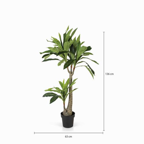 Dracena 130 cm