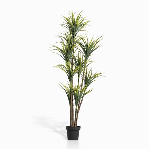 Planta Agave 180 cm