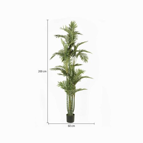 Palmera Dorada Ornamental