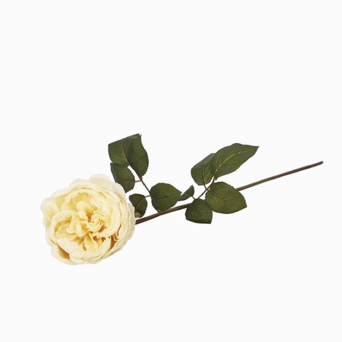 Rosa Peonia Crema