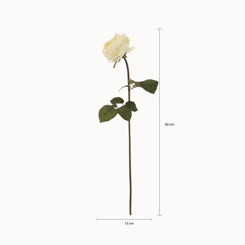 Rosa Peonia Crema