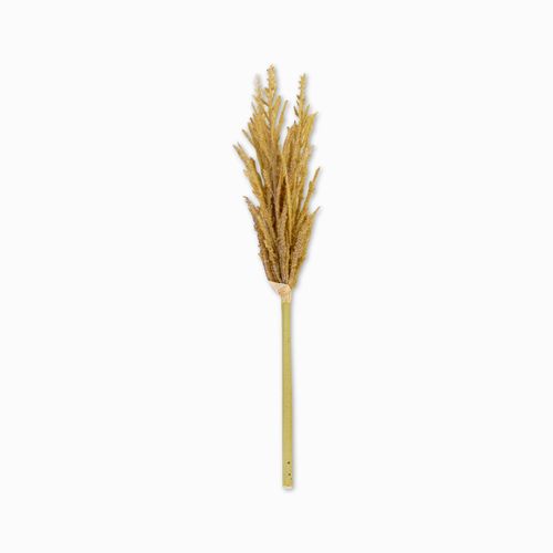 Miscanto 35cm