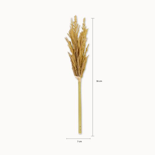 Miscanto 35cm