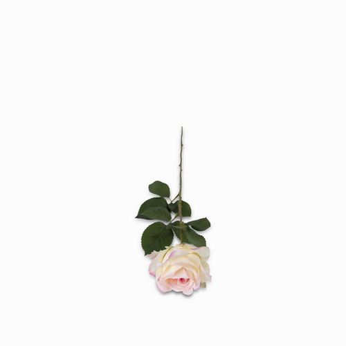 Rosa bordes rosados