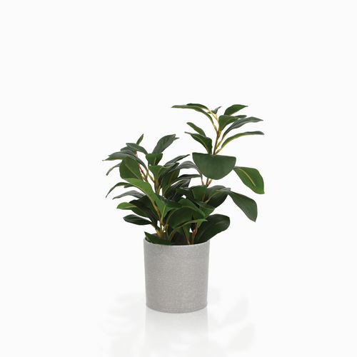 Sitona 35cm