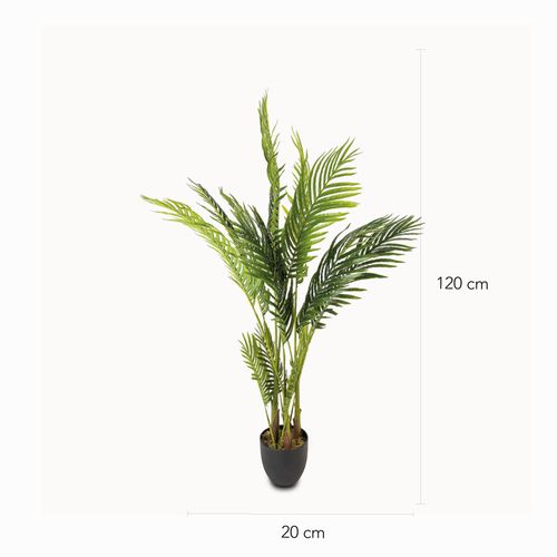 Palma Areca 120