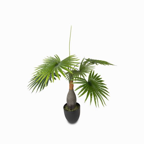 Palma washingtonia
