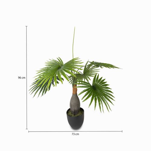 Palma washingtonia