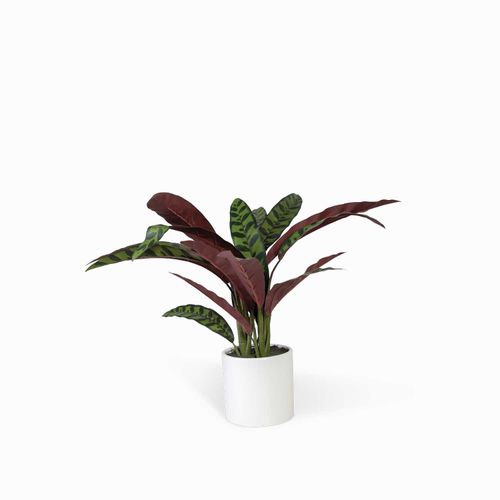 Calatea 58cm