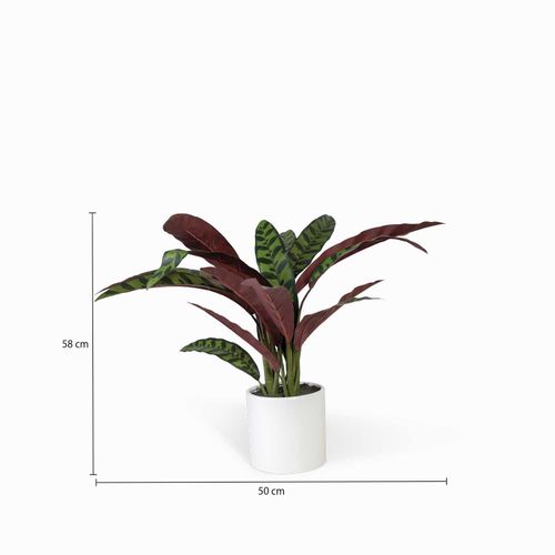 Calatea 58cm