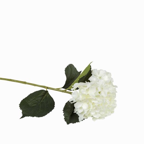 Hortensia blanca