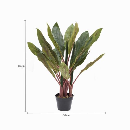 Planta dracena