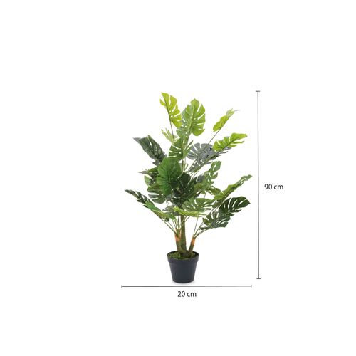 Planta Monstera