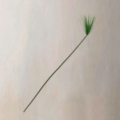 Papiro 120 cm