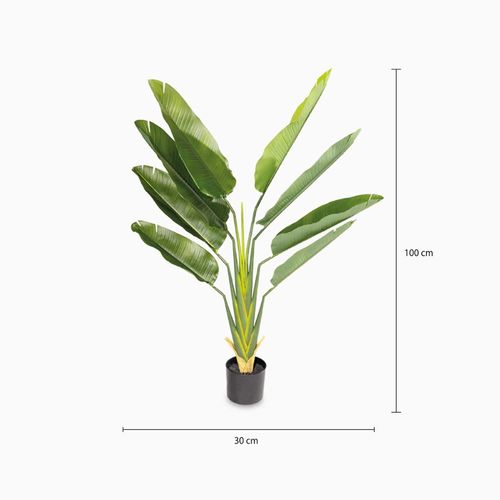 Estrelitzia 140 cm
