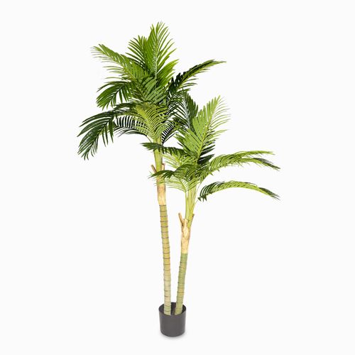 Palma Areca 180 cm