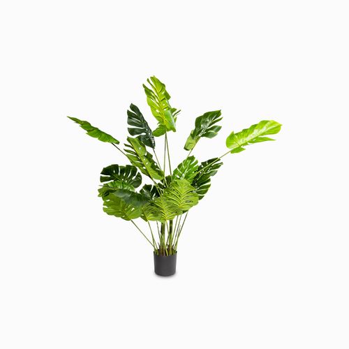 Monstera 165 cm
