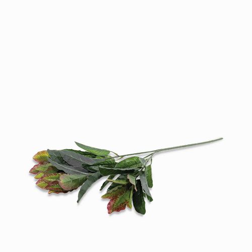 Hoja Mirto