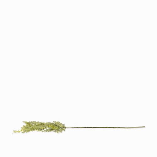 Junco verde 74cm