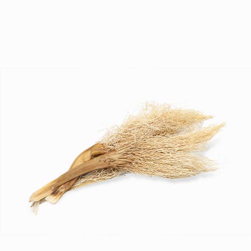 Racimo Kejur blanquiado