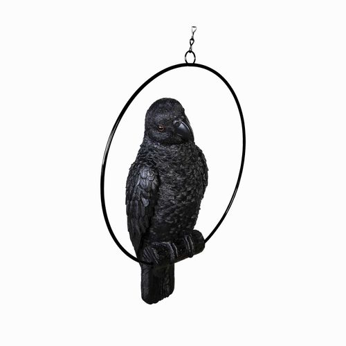 Loro negro