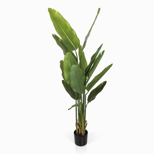 Planta Paraíso
