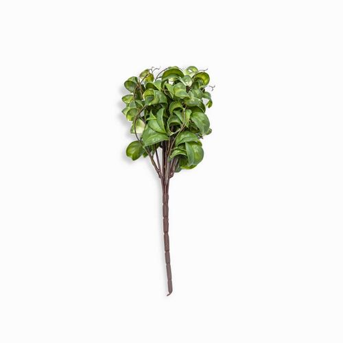 Rama peperomia 37cm