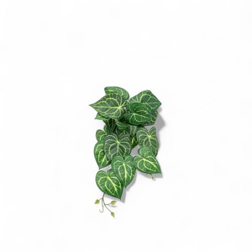 Singonio colgante 54cm