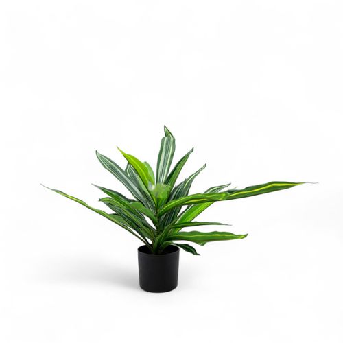Dracena 60cm