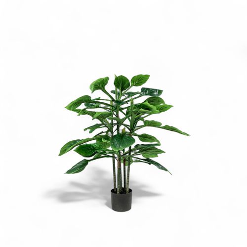 Hosta 90cm