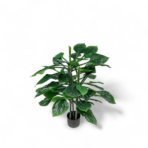 Hosta 90cm