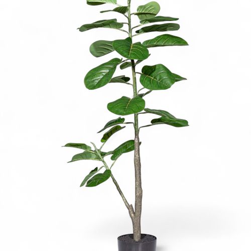 Ficus lyrata 110cm