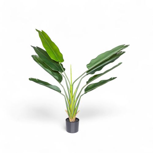 Estrelitzia 140 cm