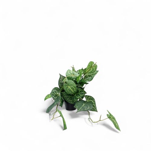 Singonio en matera 60cm